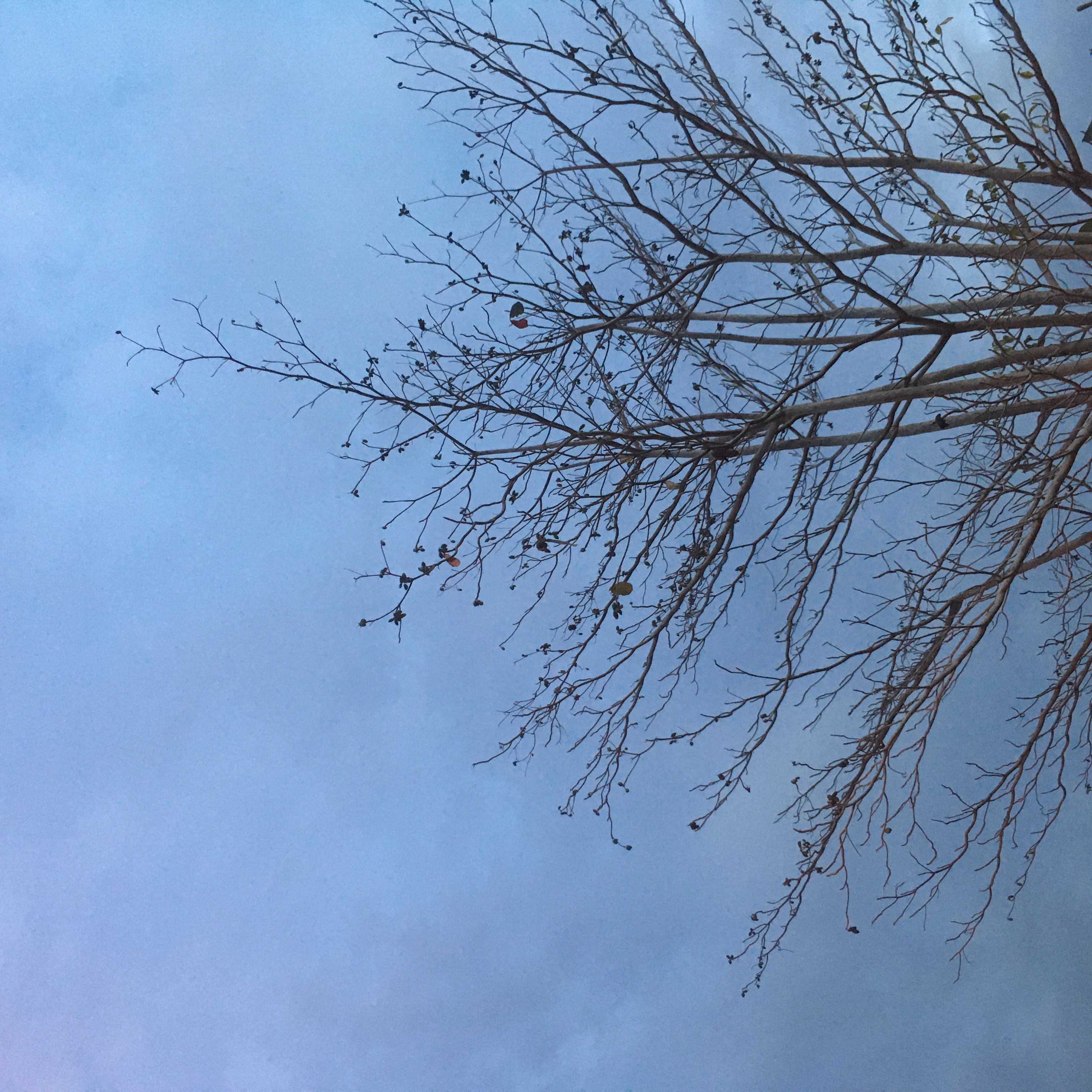 Cover photo for laritelanjang